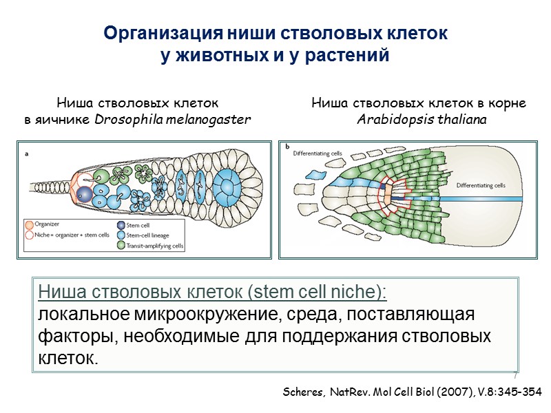 7 Организация ниши стволовых клеток  у животных и у растений Ниша стволовых клеток